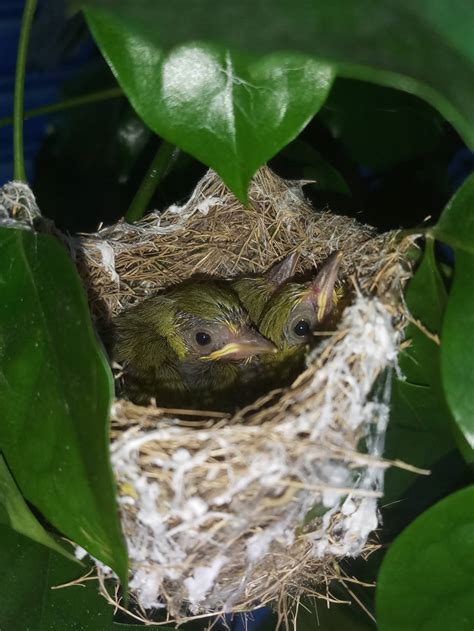 鳥築巢怎麼辦|鳥巢看鳥的個性…. 自從去年有白頭翁來我陽台樹上築。